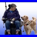 Powered wheelchair with golden retriever service dog