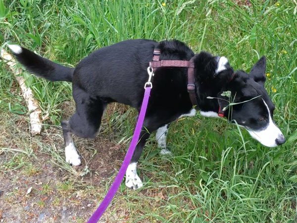Service dog potty training