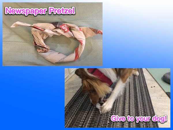 Training toy for dog ideas