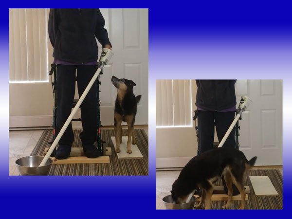 Creative ways of delivering training treats to dog