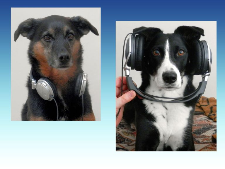 dogs wearing headphones
