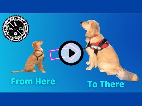 Timeline for Self-Training a Service Dog webinar video