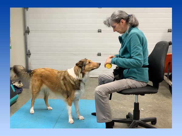 dog standing in front of handler with object retrieve