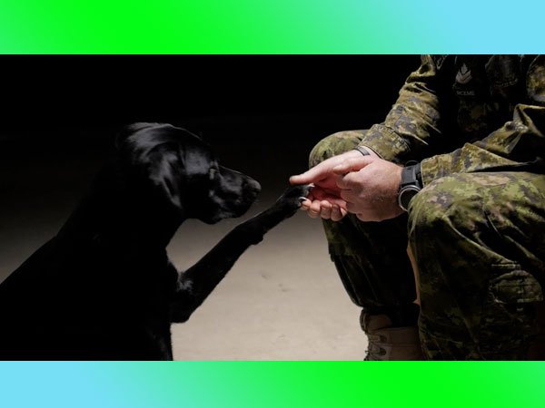 Service dog assisting military veteran