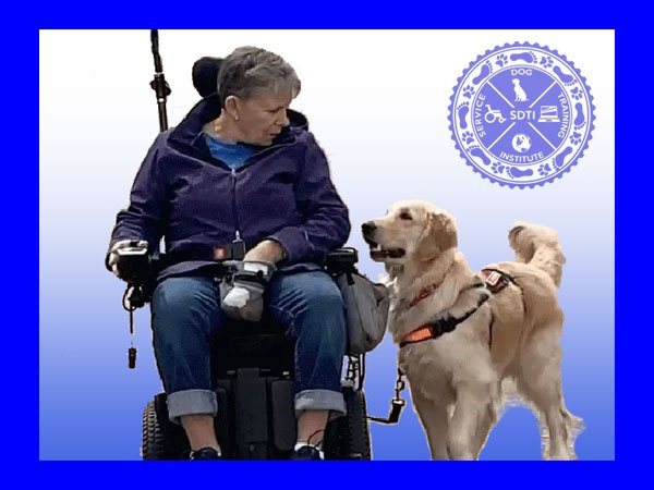 Powered wheelchair with golden retriever service dog