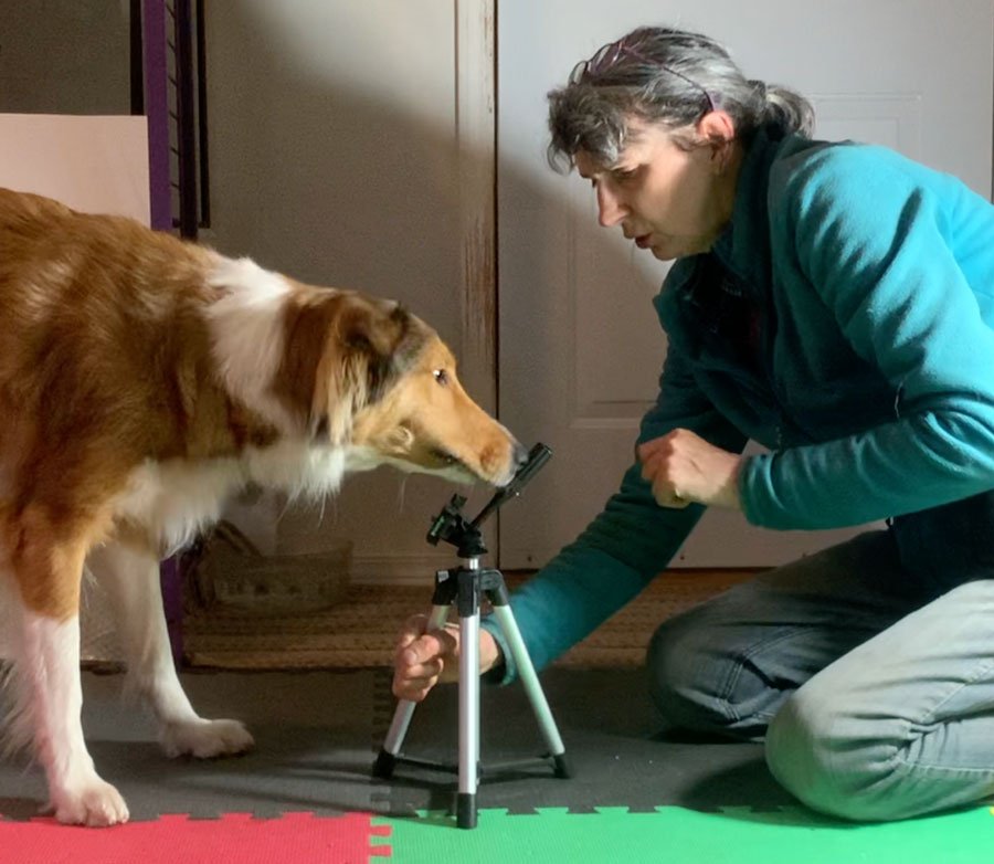 About Us | Service Dog Training Institute