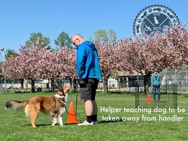 Assistant helping service dog trainer