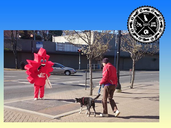 distraction training for service dogs