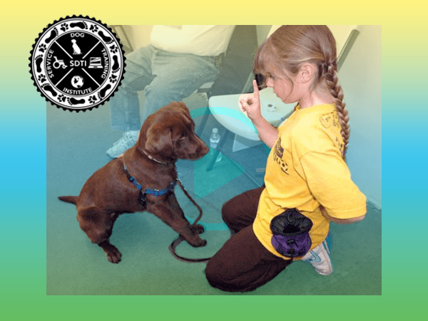 young girl is socializing and training a chocolate lab pup