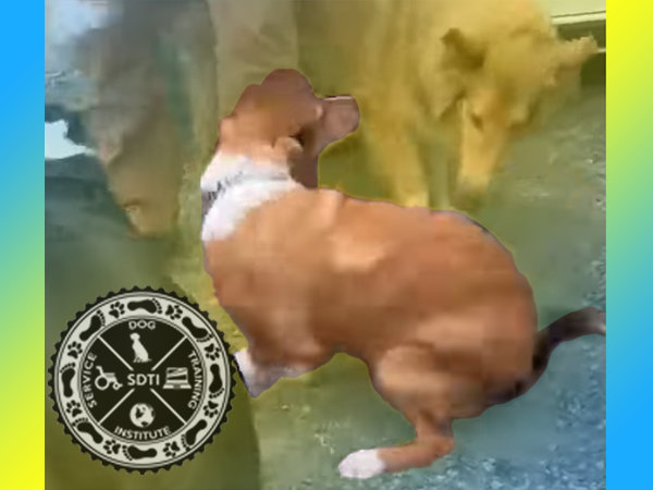 Dog displaying appeasement peeing urinating