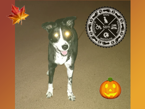 Service dog at Halloween and other holidays