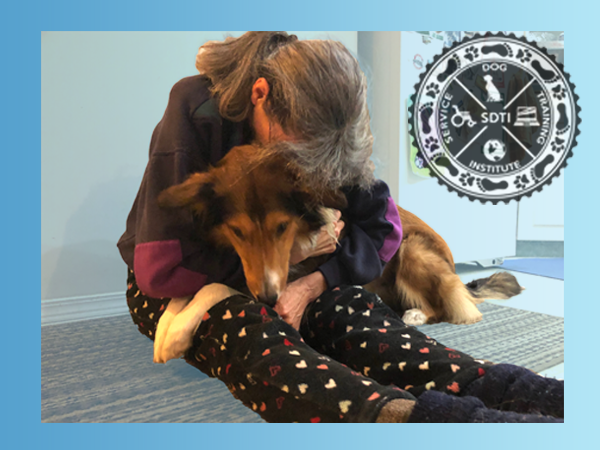 Service dog performing deep pressure therapy for owner