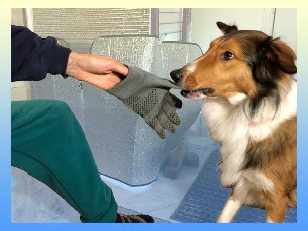 CLOVER-GLOVE-w1