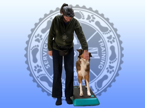 Service dog trainer with collie service dog training on platform