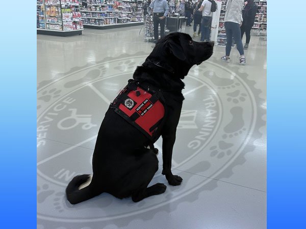 Service dog sitting behaved in a busy store.