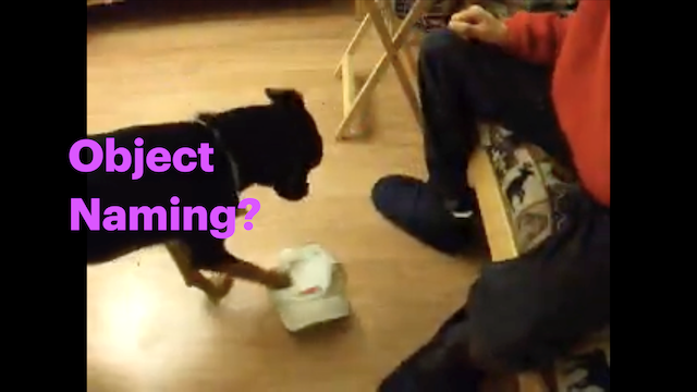 Canine Cognition