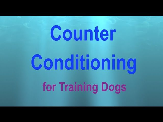 Reactive Dogs