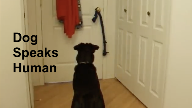 Quick Dog Training — One Minute Videos
