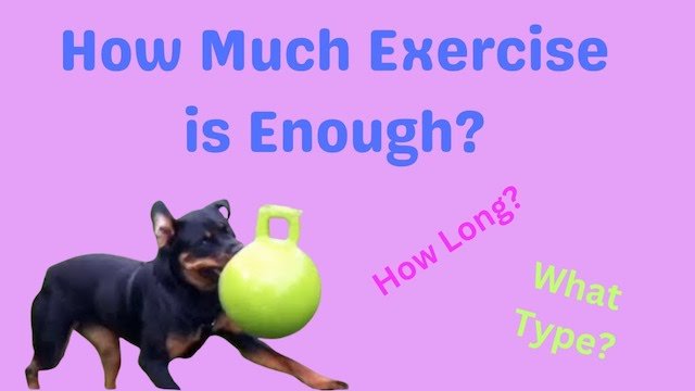 Dog Sports Videos