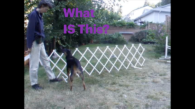 Training for the Competition Ring