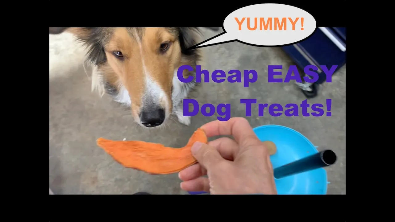 Dog Food & Treats