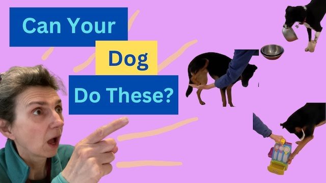 Dog Tricks