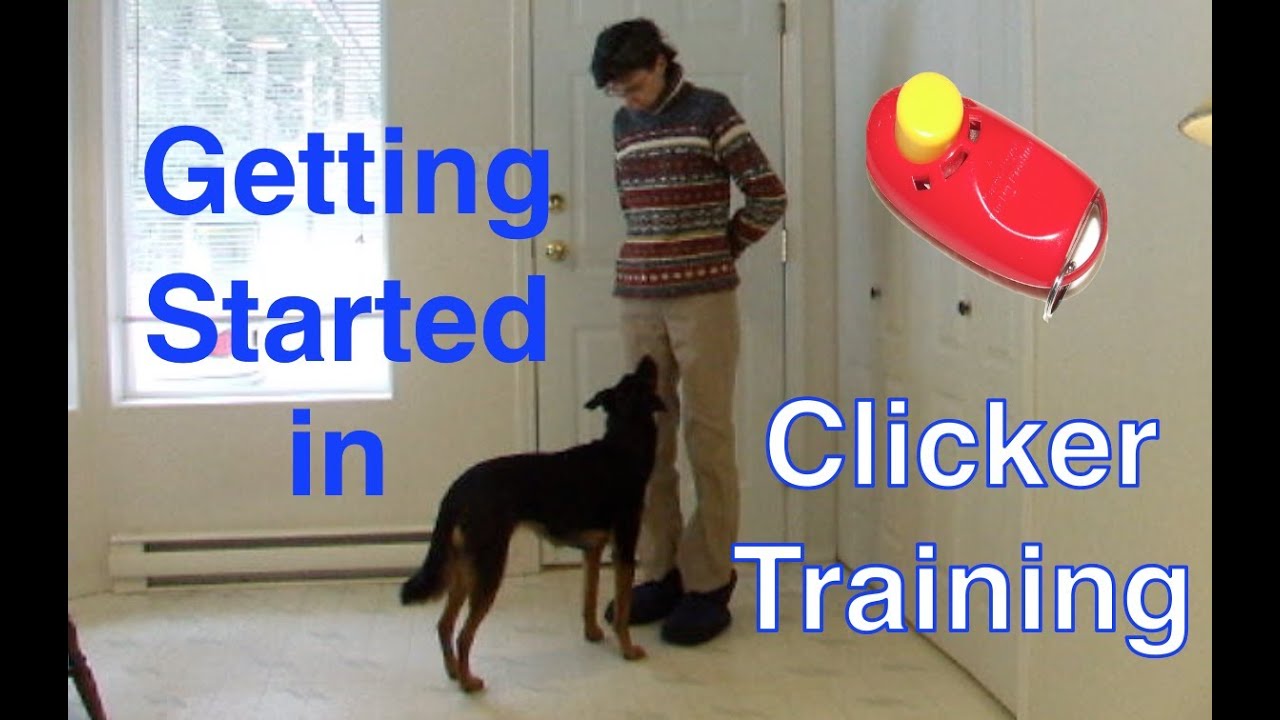 Getting Started in Clicker Training