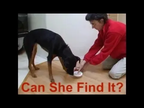 Scent Detection & Sniffing