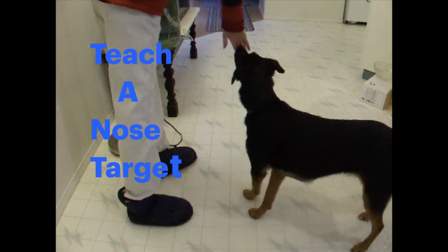 Core Dog Skills Every Dog Should Have