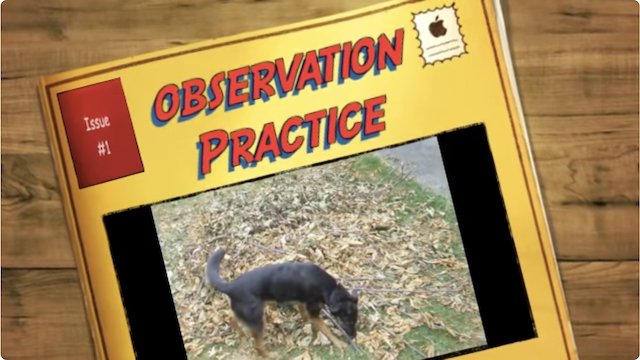 Observation & Dog Communication