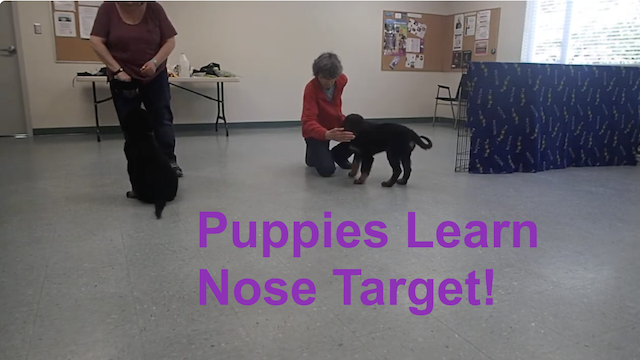 Target Training - nose, paw, body