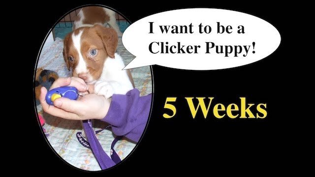 Puppy Training & Socialization