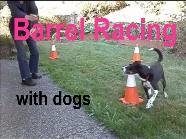 Rally Obedience & Training Tips