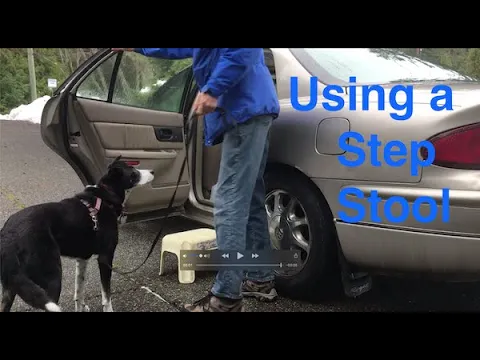 Senior Dogs