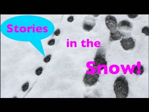 Snowy Dog Adventures