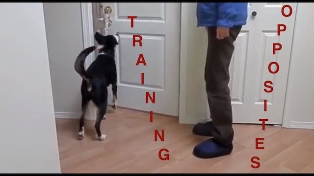 Training Tips