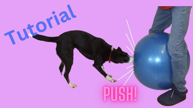 Treibball: Push Ball & Urban Herding