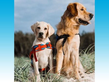 Service dog with pup