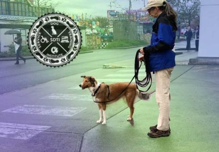 Service dog training in public.