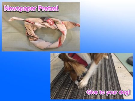 Training toy for dog ideas