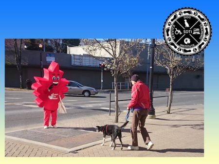 distraction training for service dogs