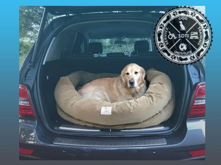 golden in car boot